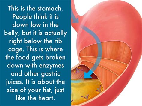 how do they stretch your esophagus? the surprising ways of laughter