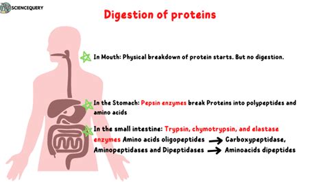 is protein hard to digest: Exploring the Complexities of Protein Digestion and Its Variability Among Individuals